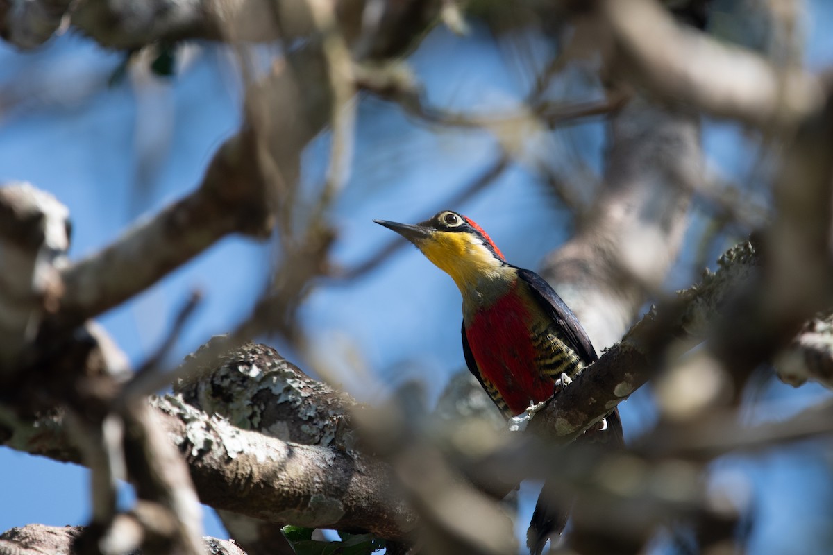 Yellow-fronted Woodpecker - ML620763700