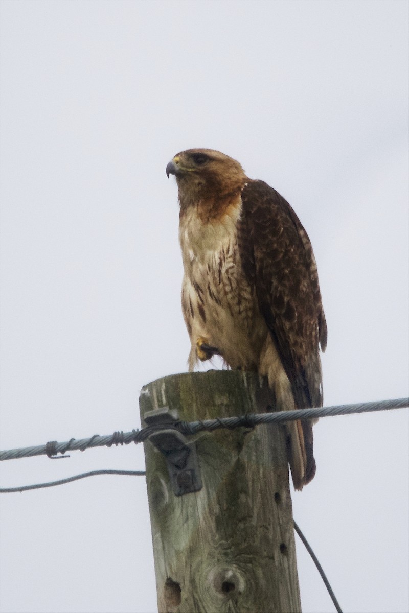 Red-tailed Hawk - ML620763701