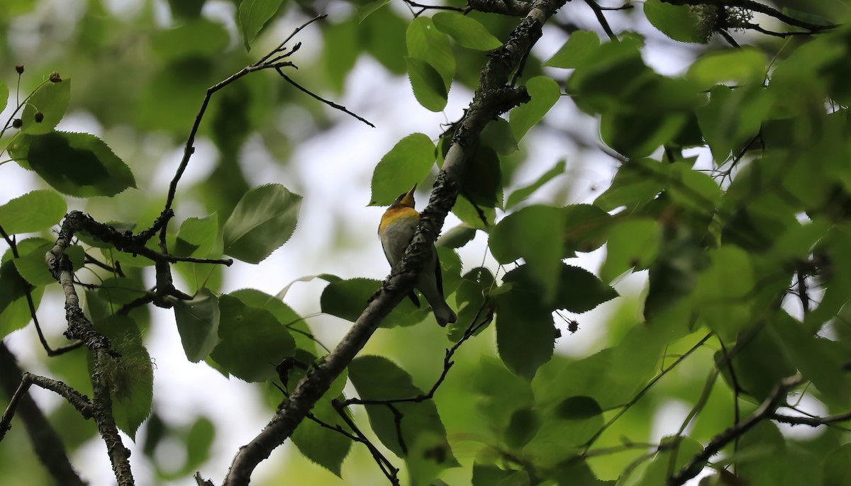 Northern Parula - ML620763703