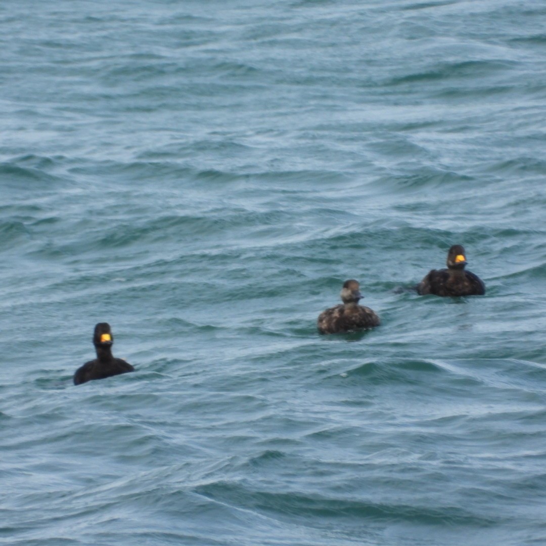 Black Scoter - ML620763704