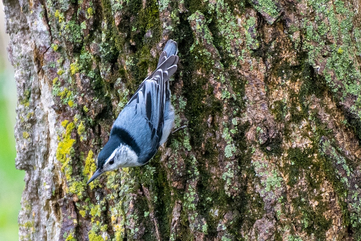 White-breasted Nuthatch (Eastern) - ML620763707