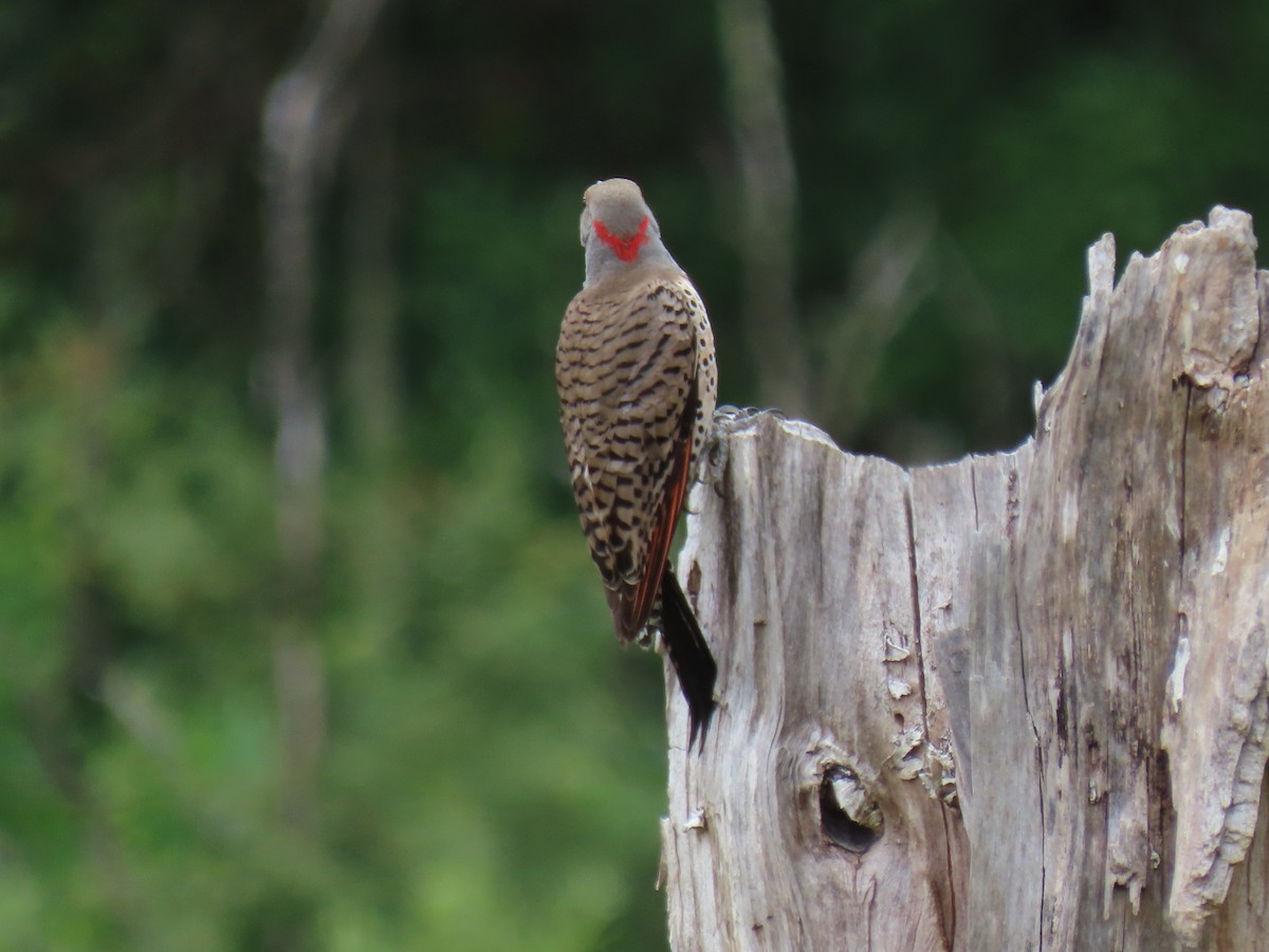 Northern Flicker (Yellow-shafted x Red-shafted) - ML620763710