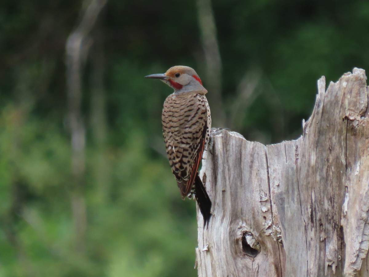 Northern Flicker (Yellow-shafted x Red-shafted) - ML620763711