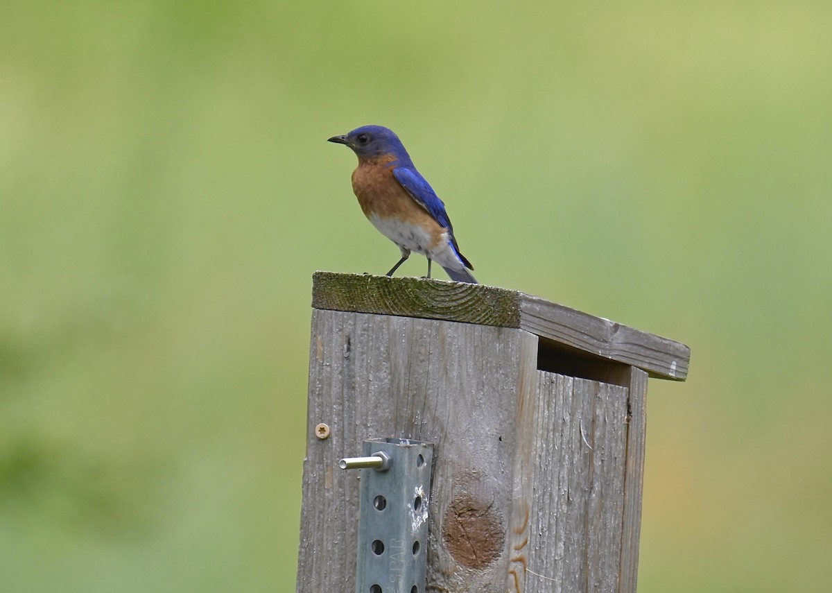 Eastern Bluebird - ML620763713