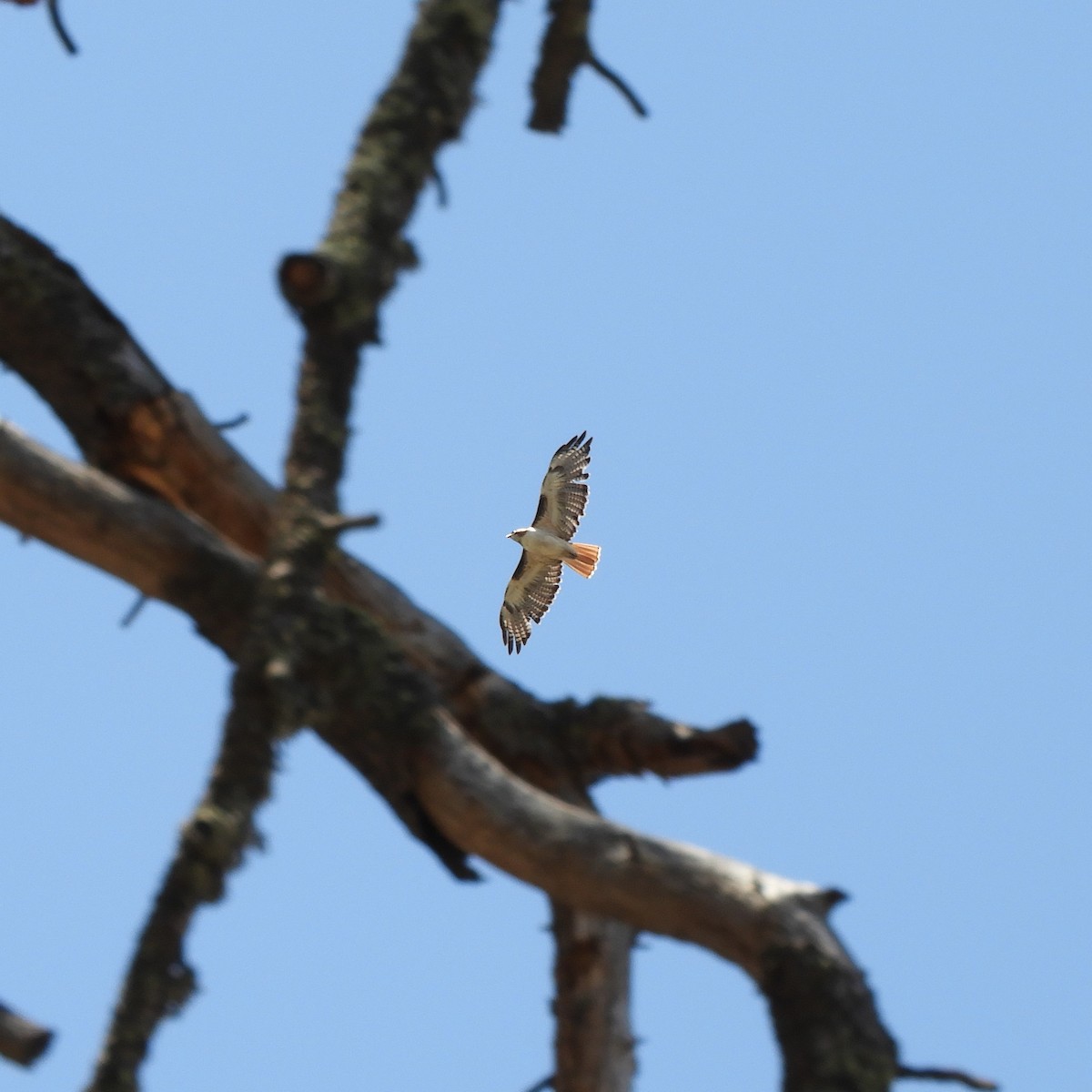 Red-tailed Hawk - Kyleigh Godsey