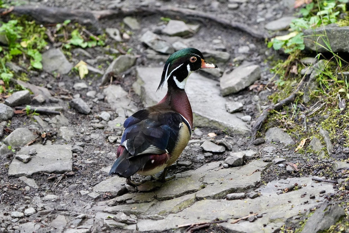 Wood Duck - ML620763720