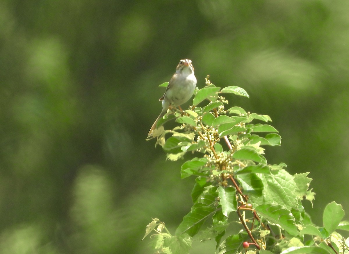 Clay-colored Sparrow - ML620763726