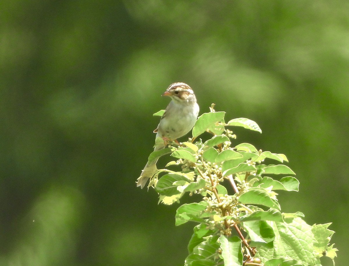 Clay-colored Sparrow - ML620763729