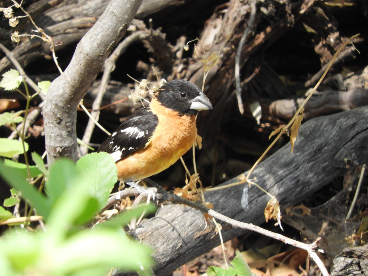 Black-headed Grosbeak - ML620763731