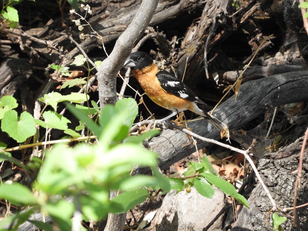 Black-headed Grosbeak - Kyleigh Godsey