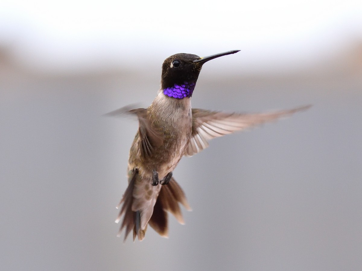 Black-chinned Hummingbird - ML620763733