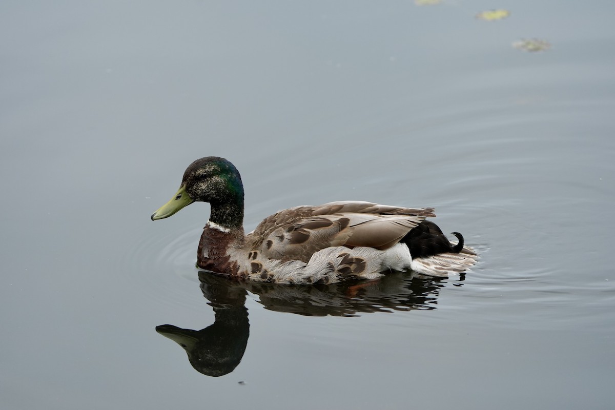 Mallard - ML620763736