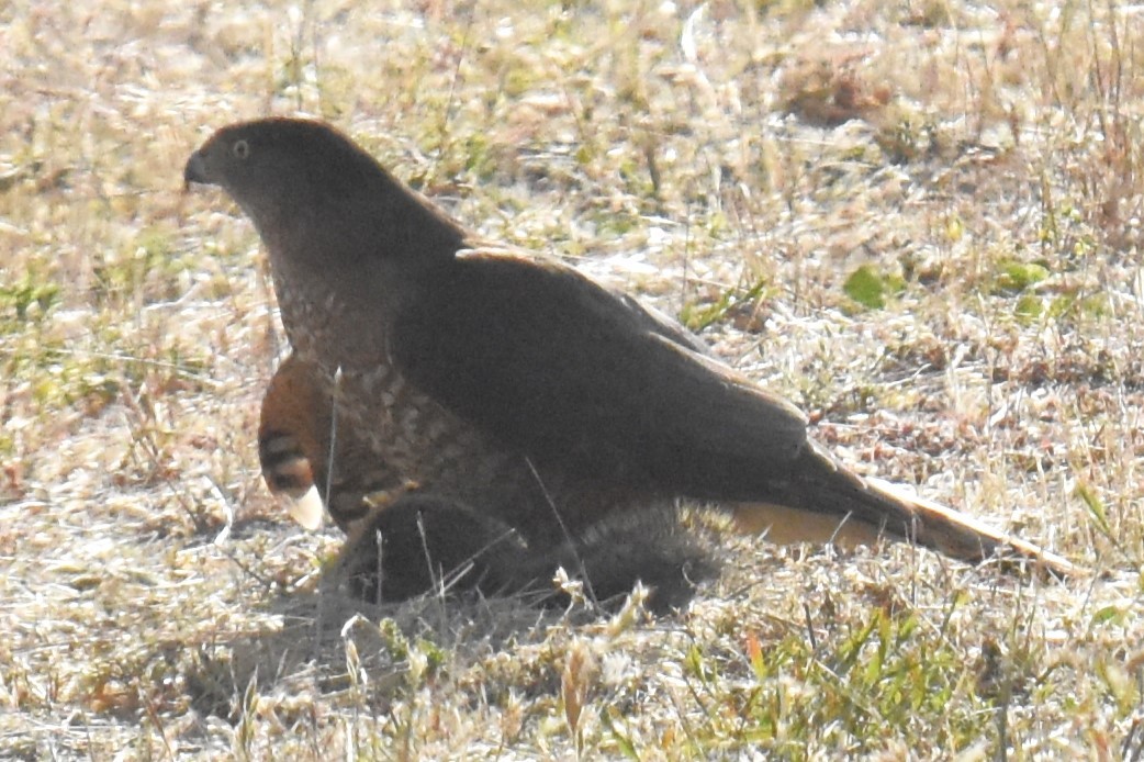 Cooper's Hawk - ML620763737