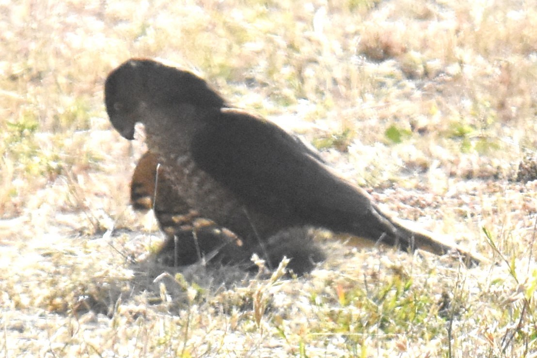 Cooper's Hawk - ML620763738