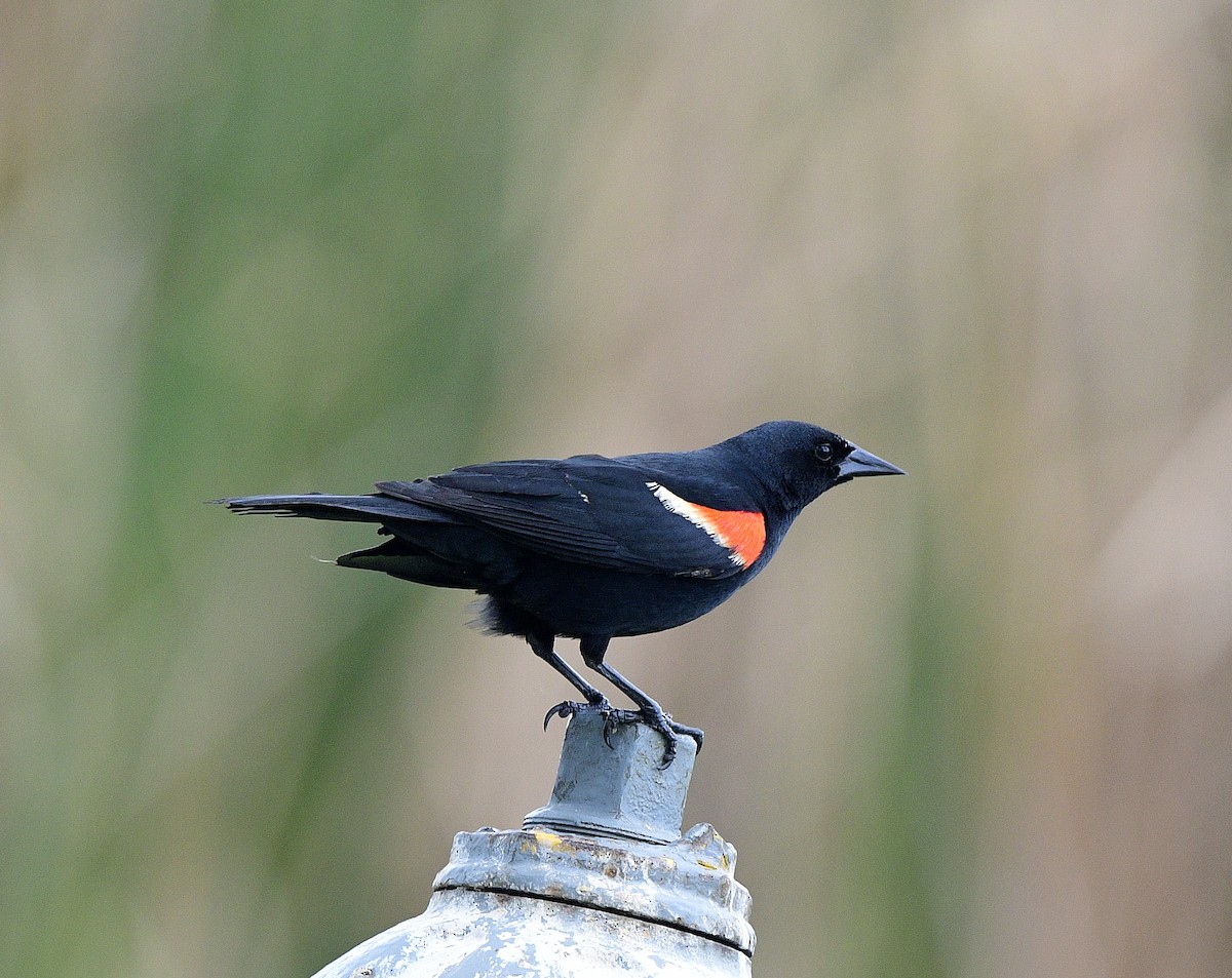 Red-winged Blackbird - ML620763741