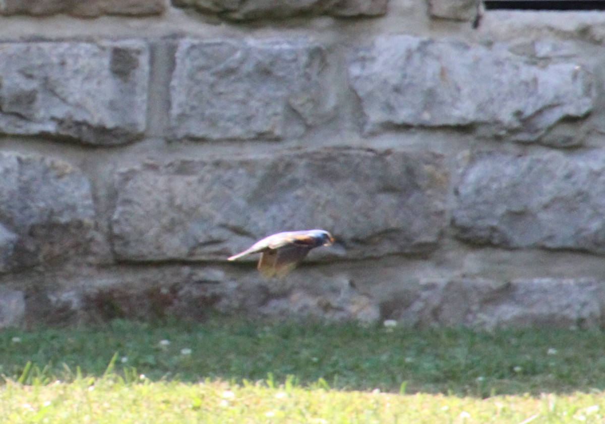 Blue Grosbeak - ML620763742