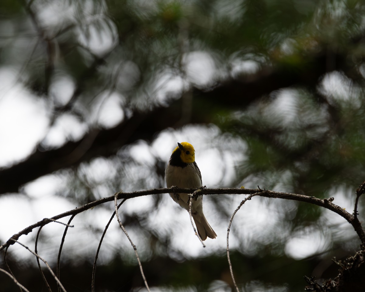 Paruline à tête jaune - ML620763745