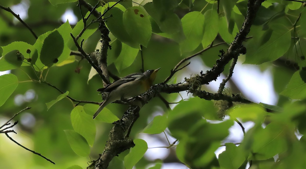 Northern Parula - ML620763748