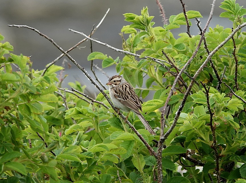 Clay-colored Sparrow - ML620763749