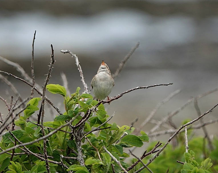 Clay-colored Sparrow - ML620763750