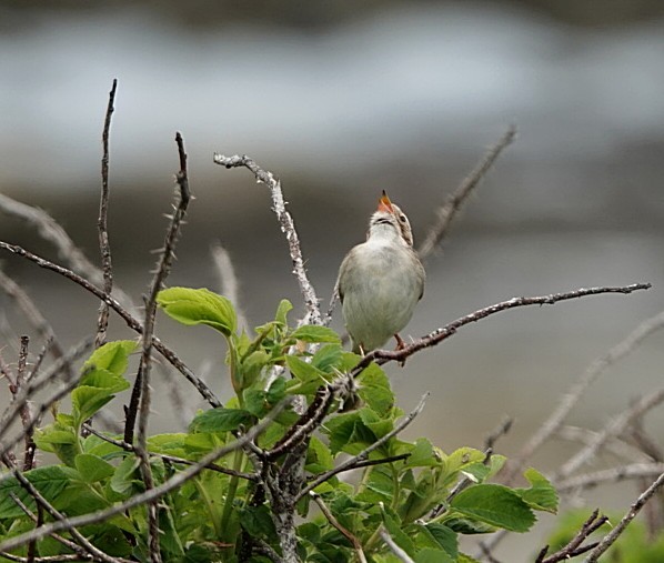 Clay-colored Sparrow - ML620763751