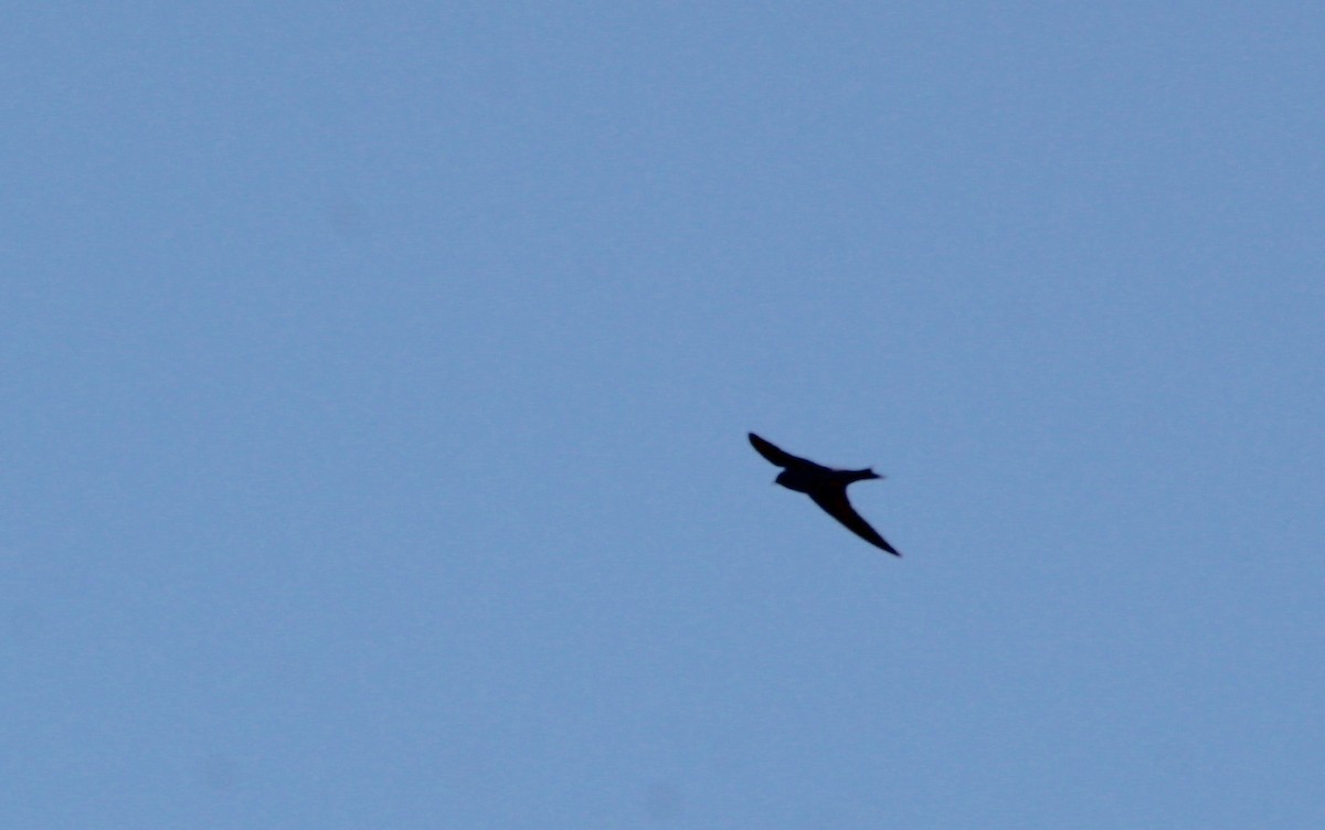 Purple Martin - Carole Swann