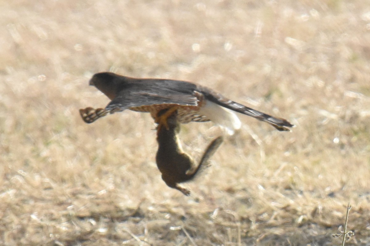 Cooper's Hawk - ML620763756