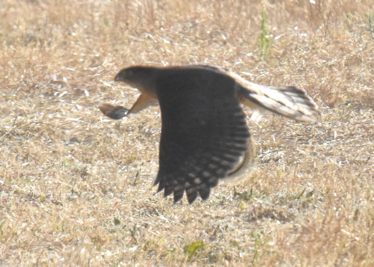 Cooper's Hawk - ML620763757