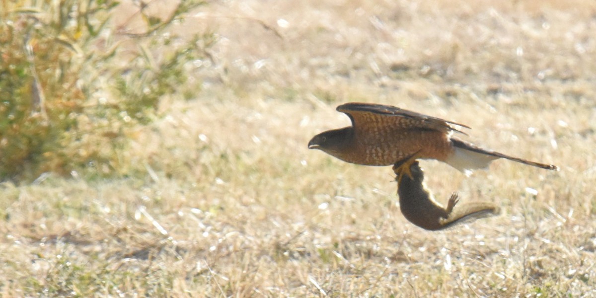 Cooper's Hawk - ML620763758