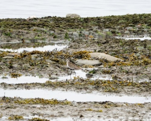 Pacific Golden-Plover - ML620763759