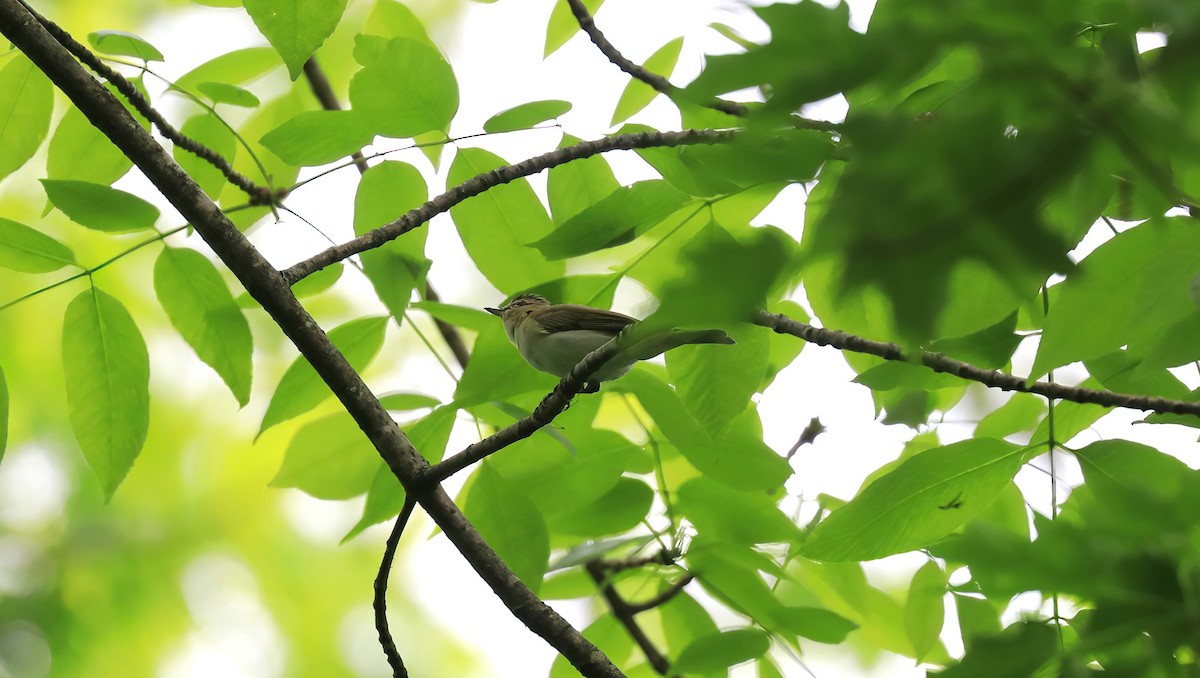 Red-eyed Vireo - ML620763761