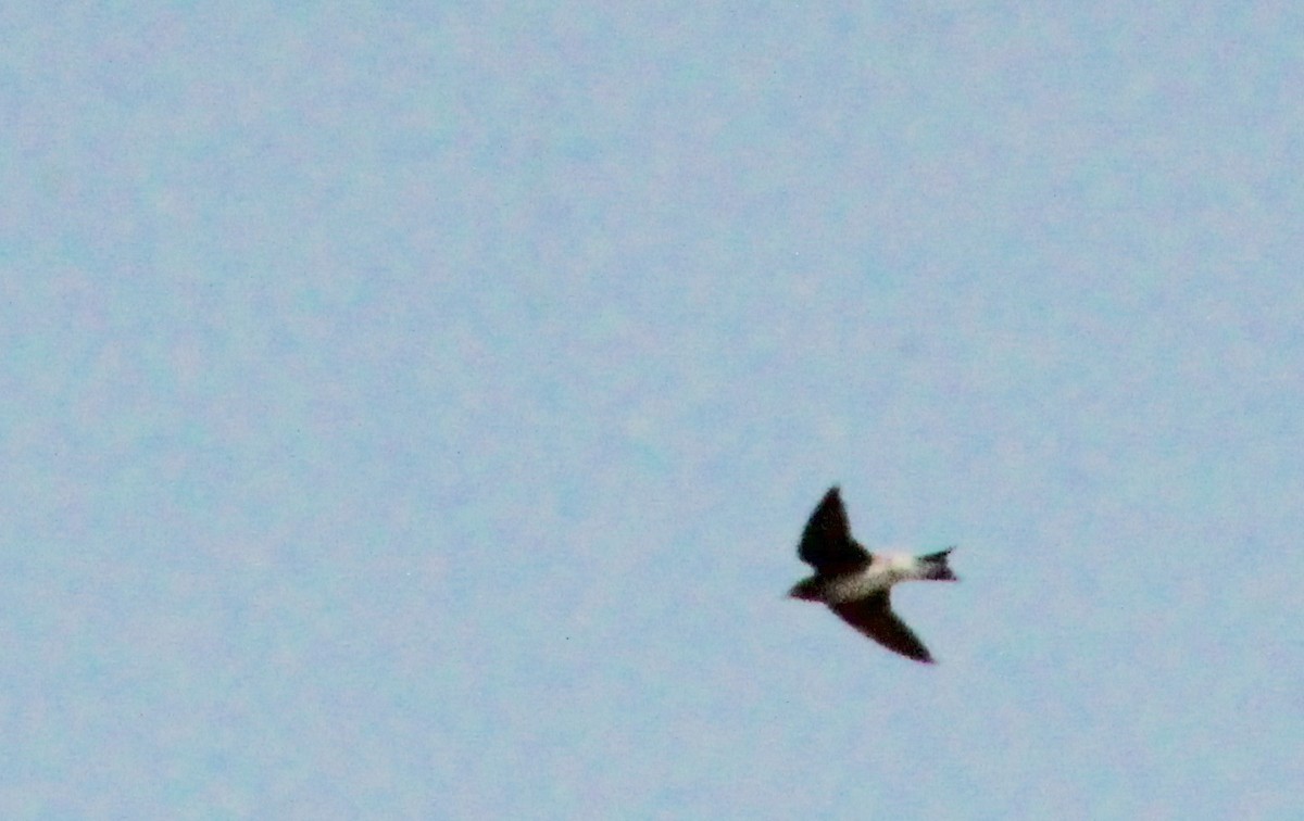 Tree Swallow - ML620763763