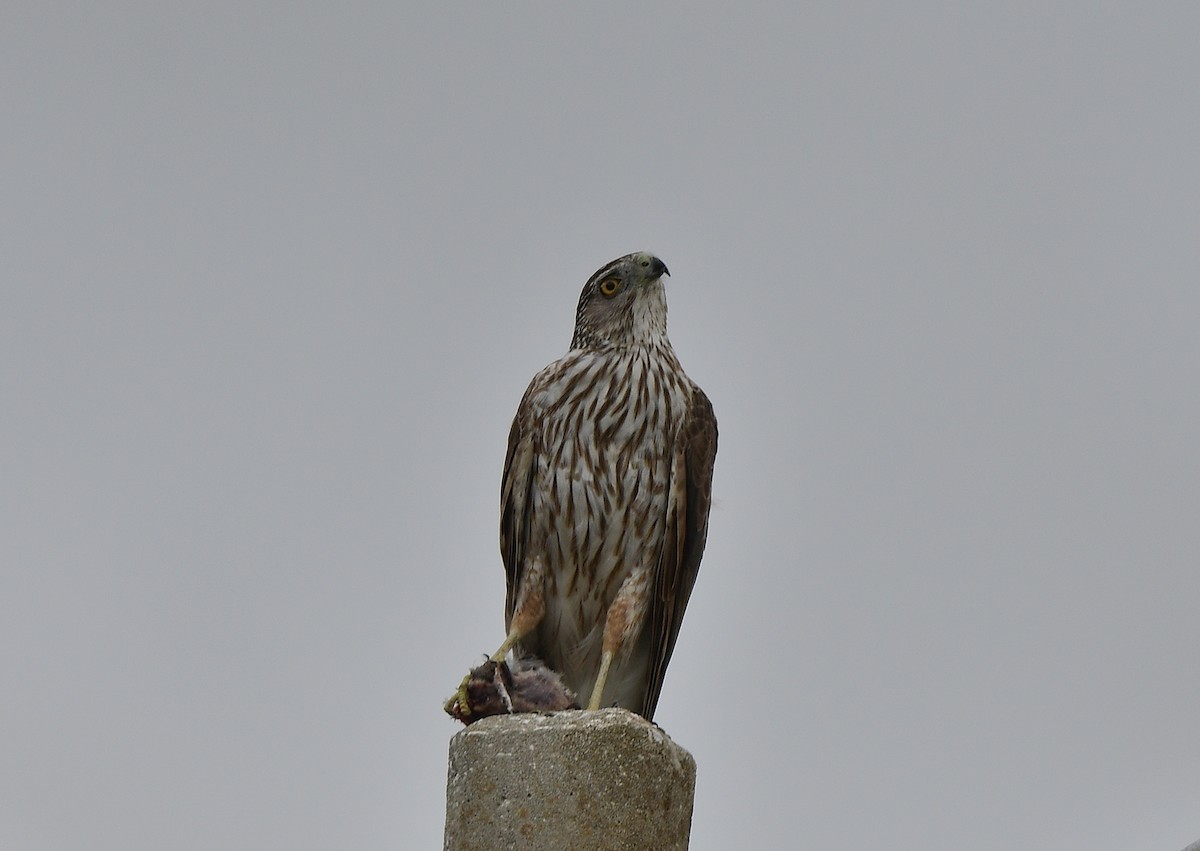 Cooper's Hawk - ML620763764