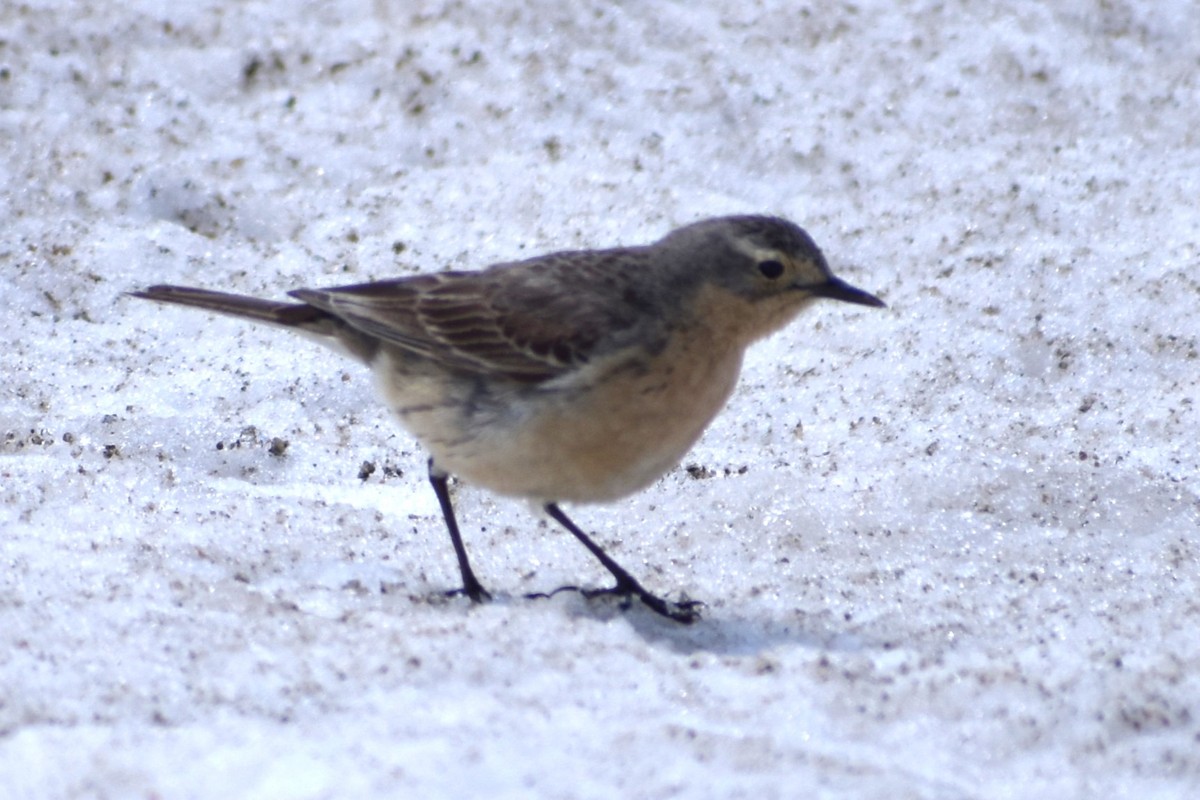 American Pipit - ML620763766