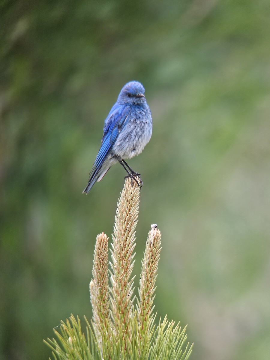 Mountain Bluebird - ML620763767