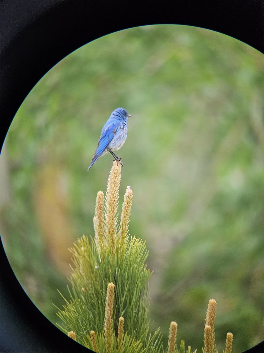 Mountain Bluebird - ML620763768