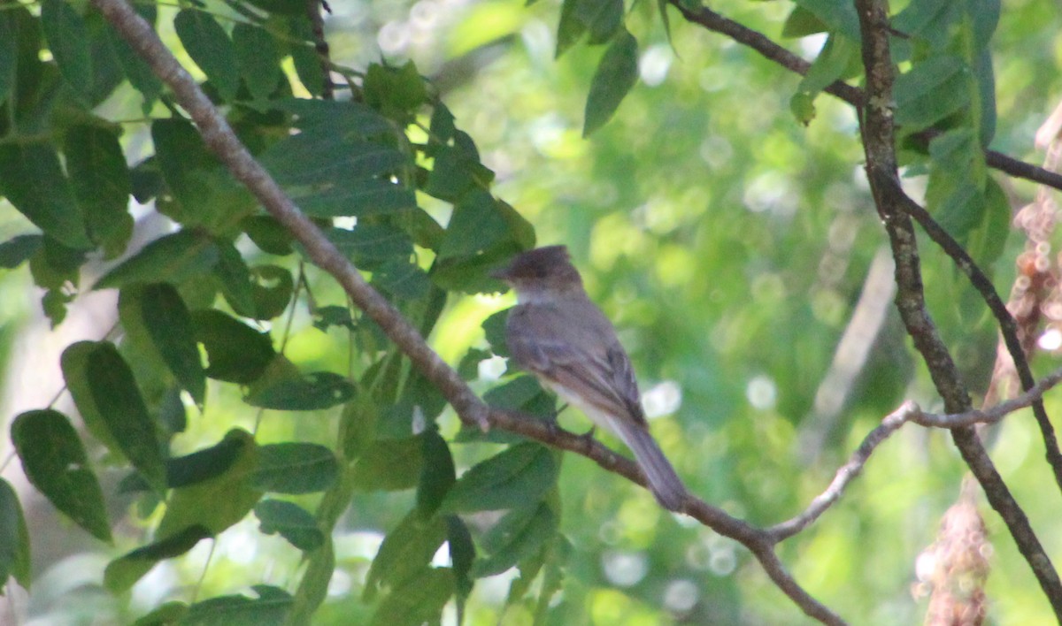 Eastern Phoebe - ML620763778