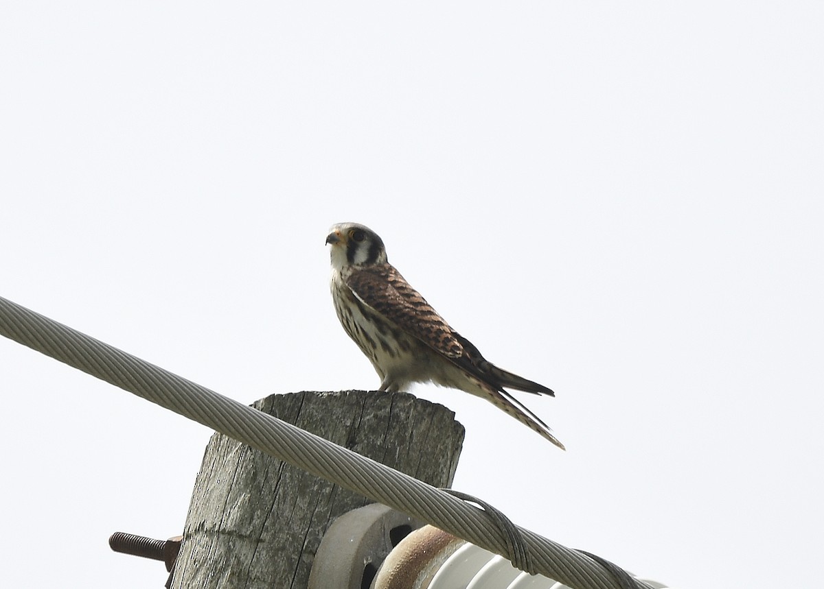 American Kestrel - ML620763780