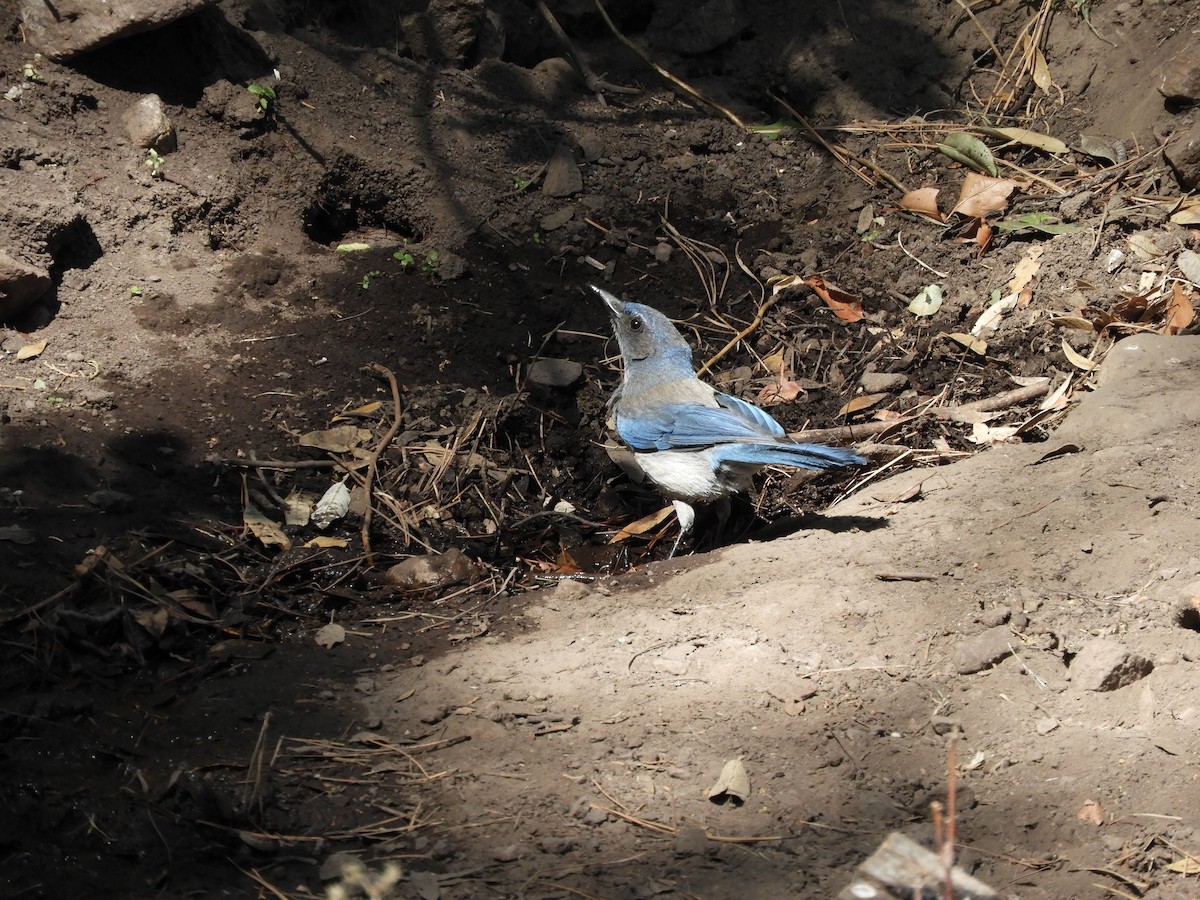 Woodhouse's Scrub-Jay - ML620763783