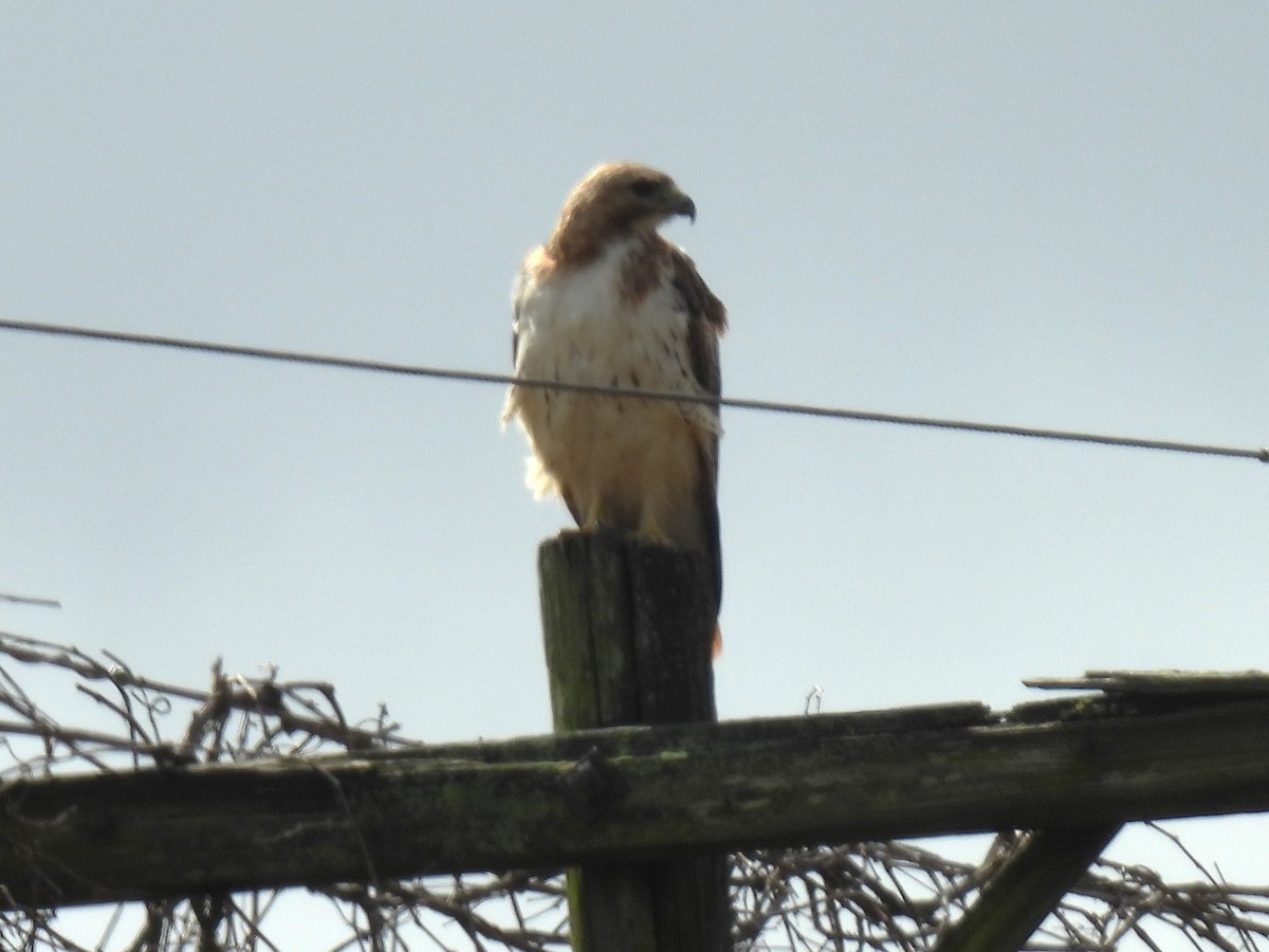 Red-tailed Hawk - ML620763788