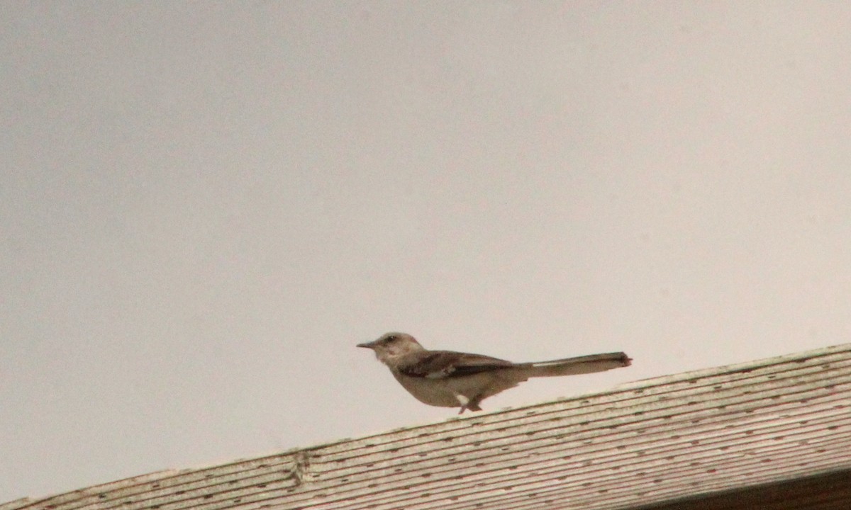 Northern Mockingbird - ML620763791