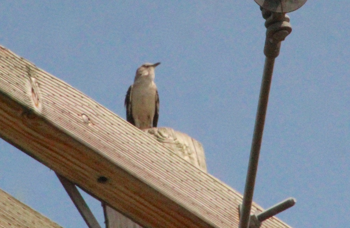 Northern Mockingbird - ML620763792