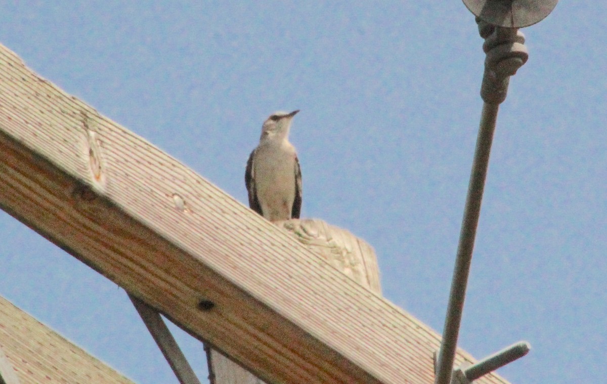 Northern Mockingbird - ML620763793