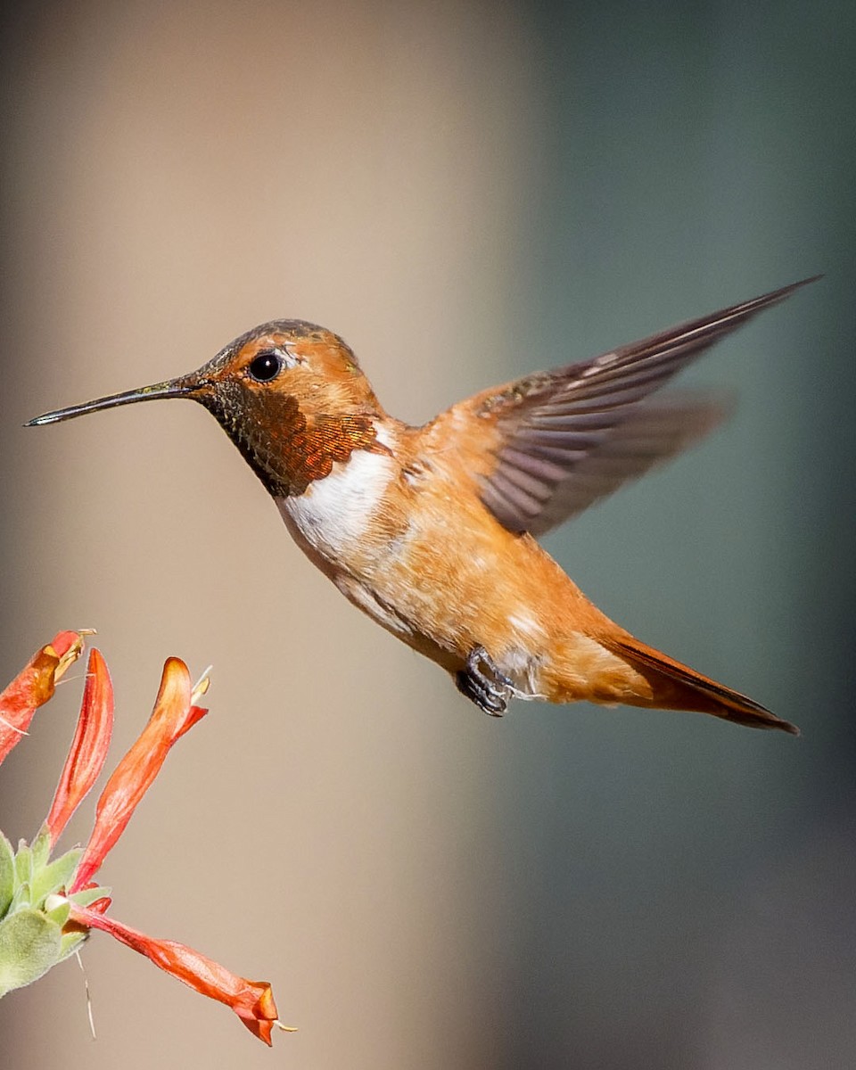 Rufous Hummingbird - ML620763795