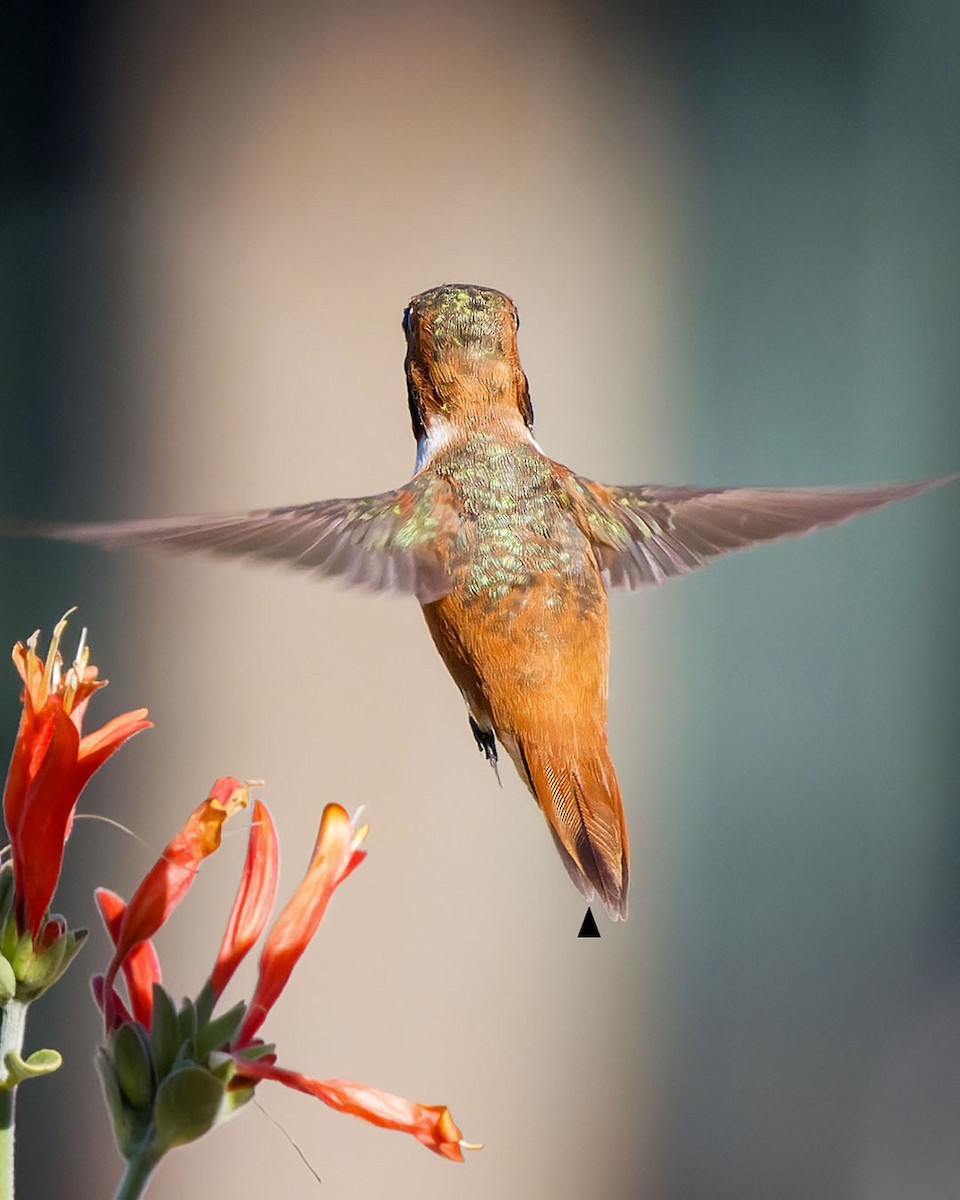 Rufous Hummingbird - ML620763796