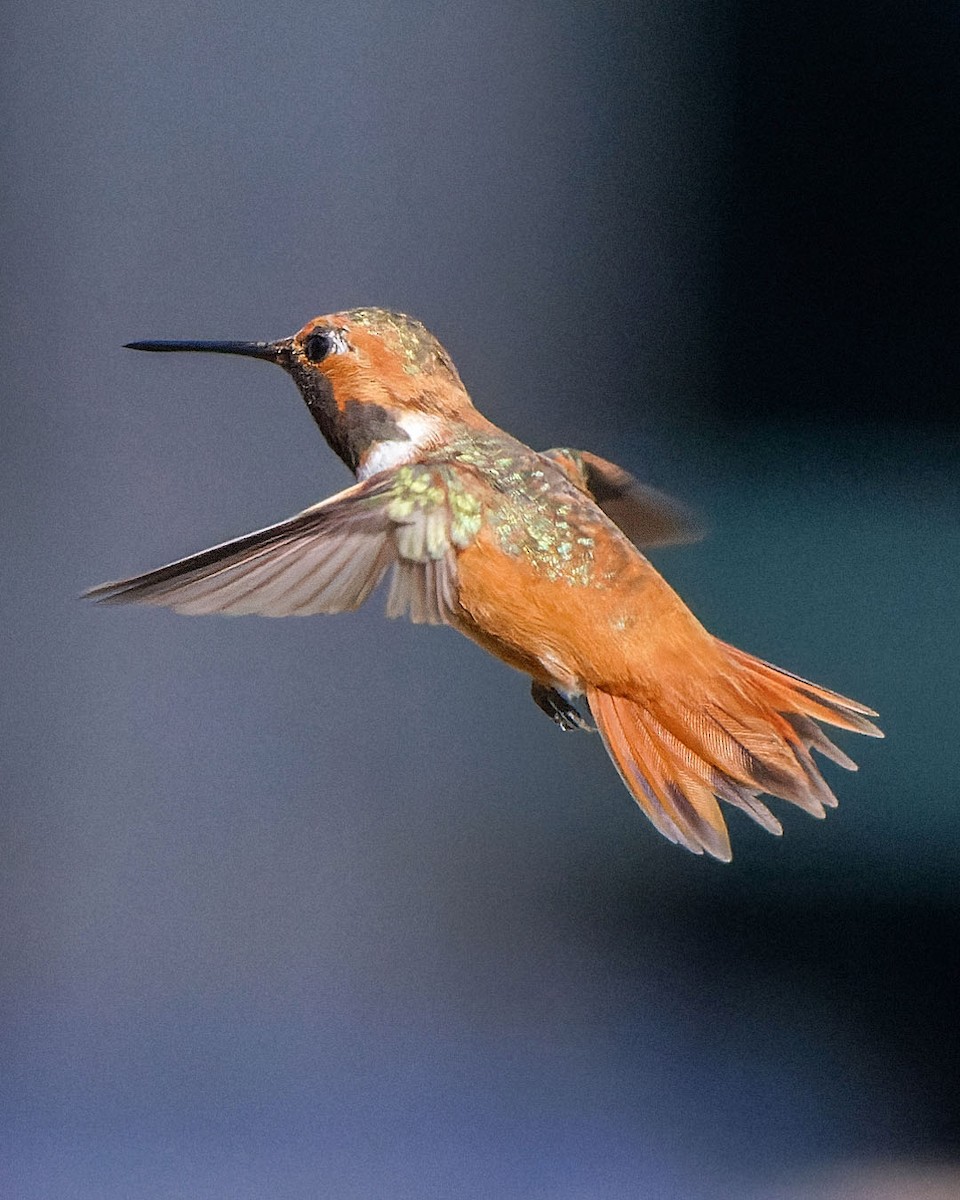 Rufous Hummingbird - ML620763797