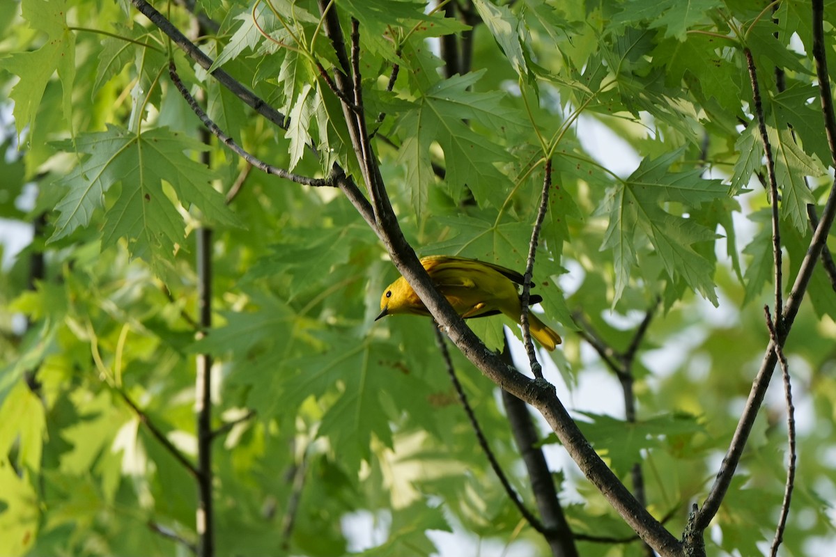 Yellow Warbler - ML620763800