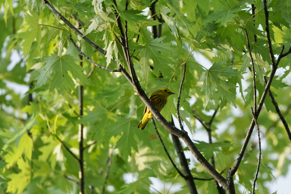 Yellow Warbler - ML620763801