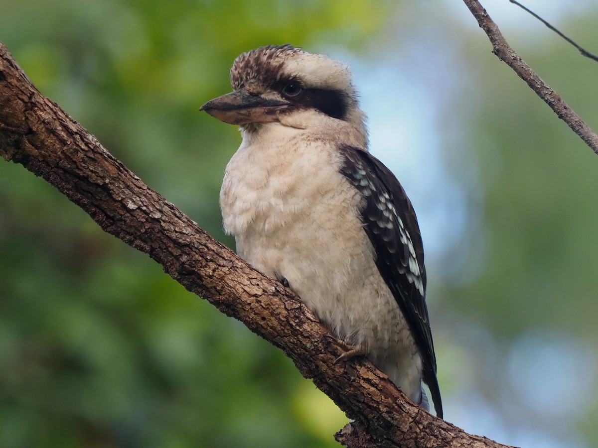 Laughing Kookaburra - ML620763802