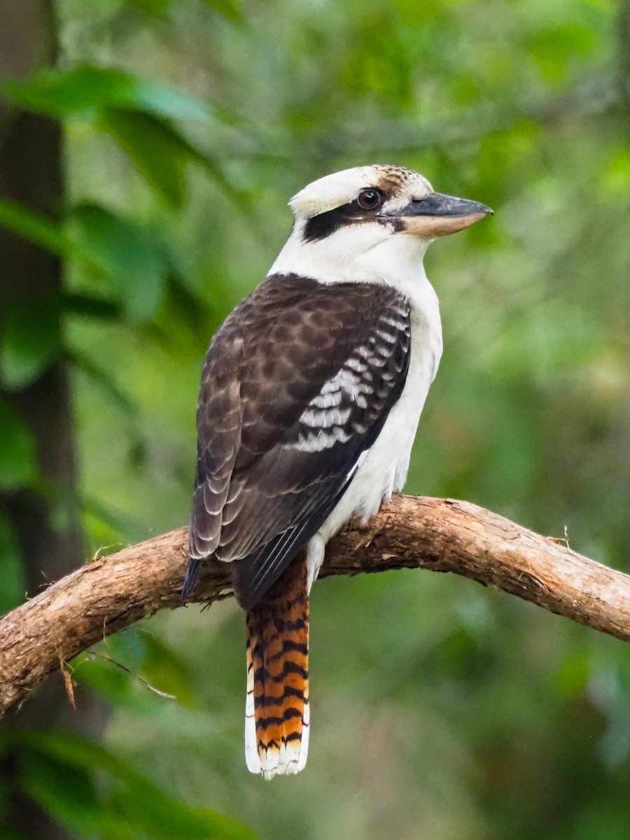 Laughing Kookaburra - ML620763804